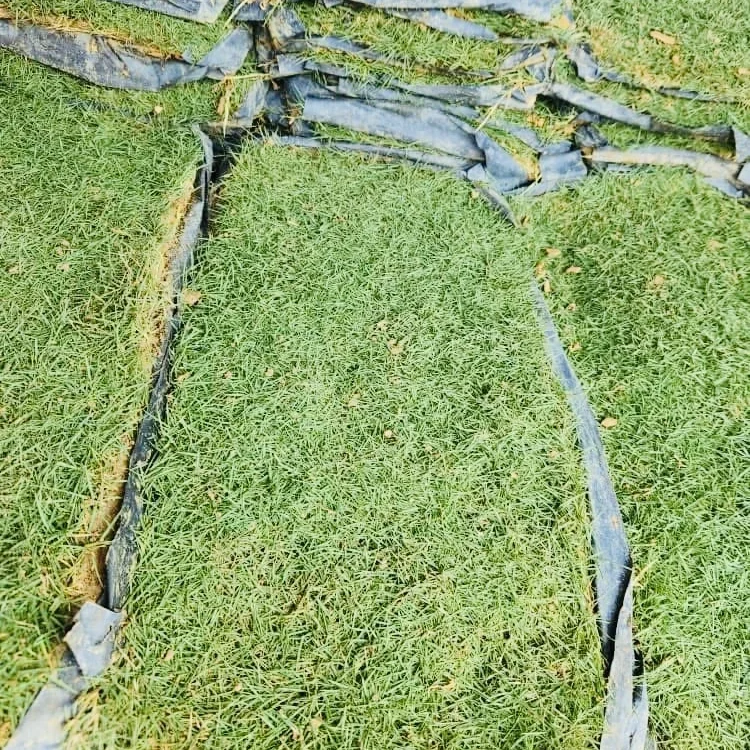 JAPANESE GRASS