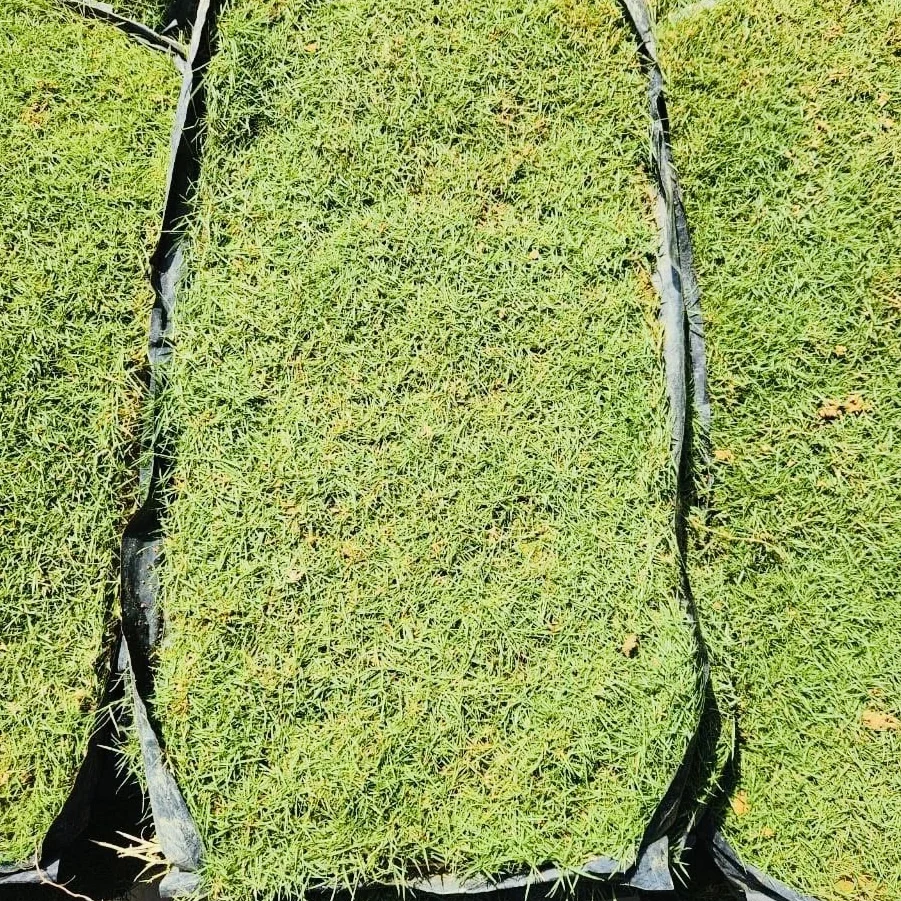 JAPANESE GRASS