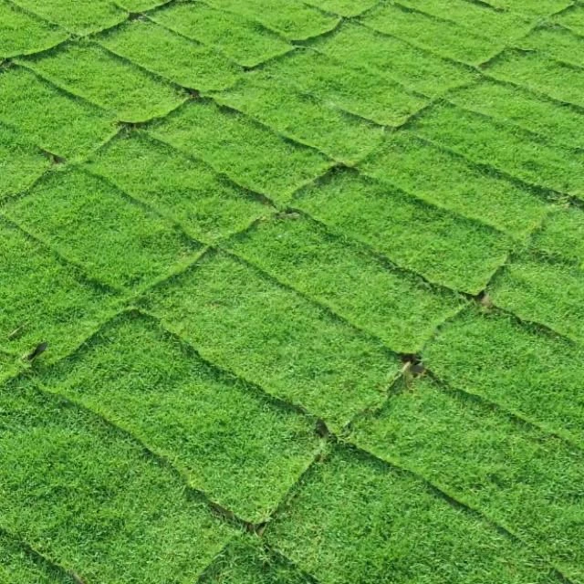 Rumput karpet-philippine grass