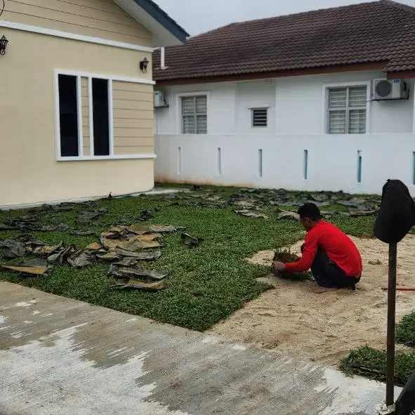 teknik tanam rumput