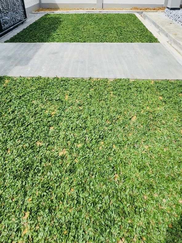 harga pasang rumput