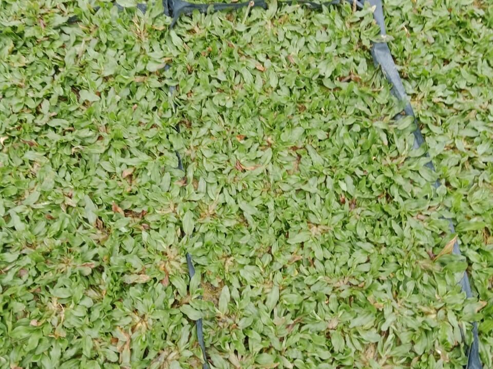 Pearl Grass – Rumput Lembut dan Cantik untuk Laman Rumah