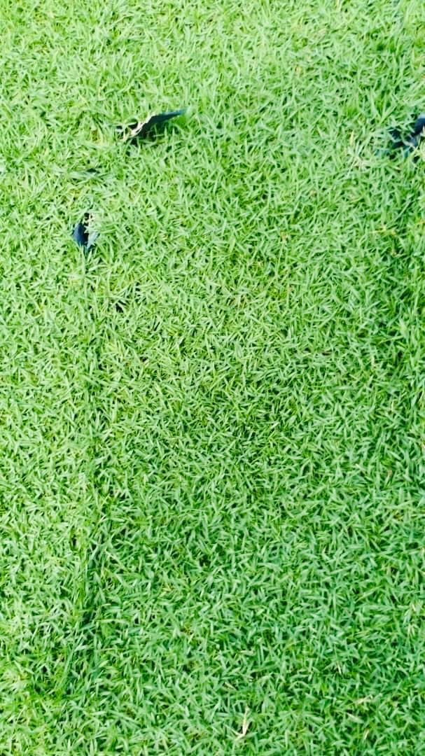 philippine grass