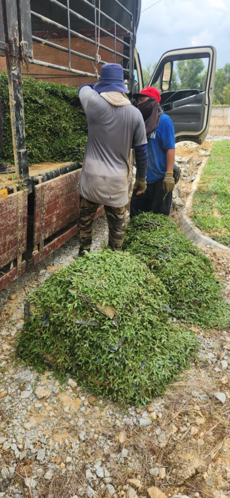 Penghantaran cow grass ke Bukit Beruntung