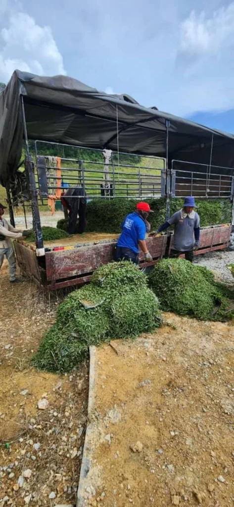 Penghantaran cow grass ke Bukit Beruntung