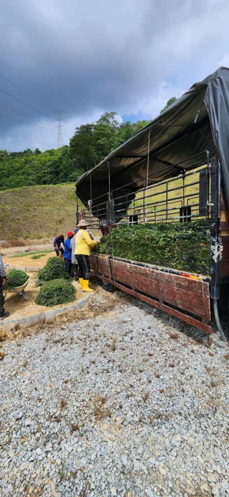Penghantaran cow grass ke Bukit Beruntung