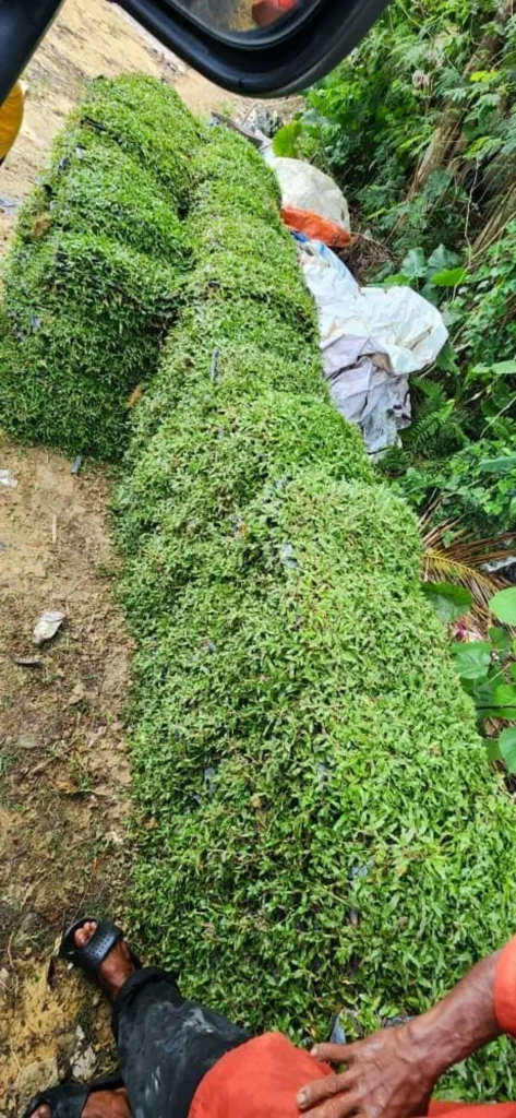 Penghantaran cow grass ke Bukit Beruntung