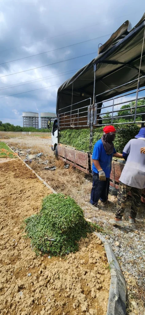 Pembekal Rumput Malaysia