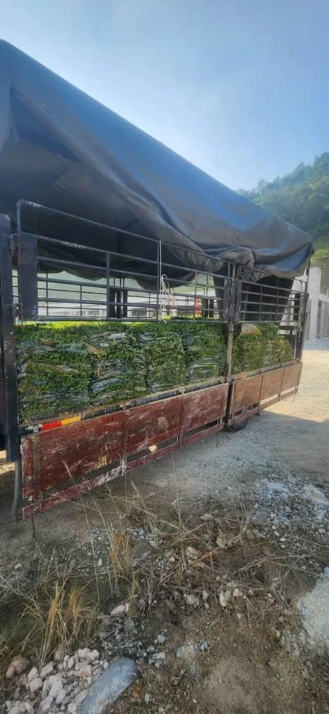 penghantaran rumput ke bukit beruntung