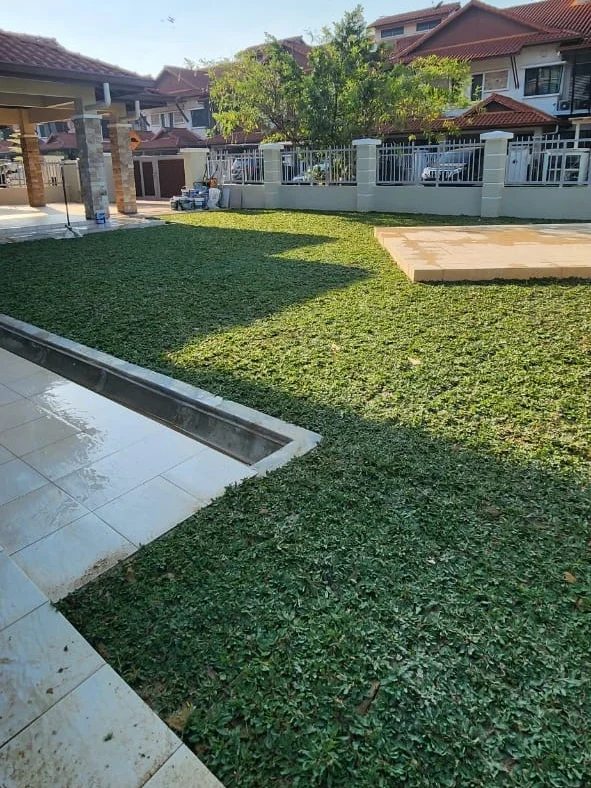 Rumput sesuai untuk cuaca panas