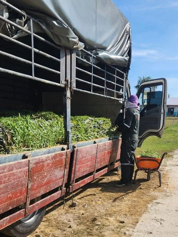 Pembekal Rumput kuantan dan terengganu