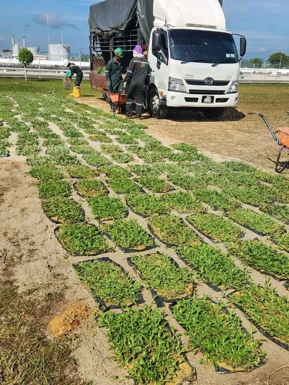 Pembekal Rumput Kuantan Dan Terengganu
