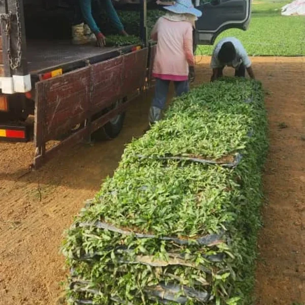 PEMBEKAL RUMPUT