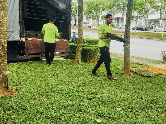 rumput mutiara