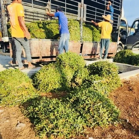 supplier rumput cow grass murah - penghantaran ke palong 6
