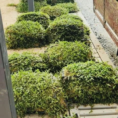 supplier rumput cow grass murah malaysia
