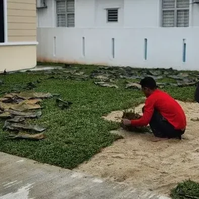 teknik tanam rumput