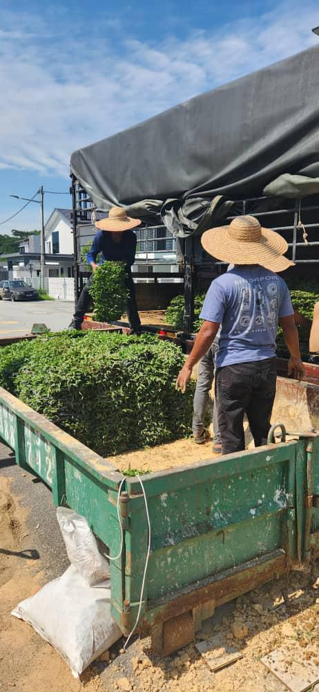 SUPPLIER RUMPUT