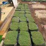 carpet grass
