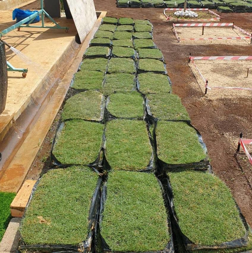 carpet grass