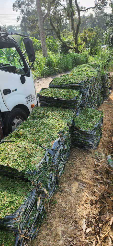 rumput mutiara pearl grass