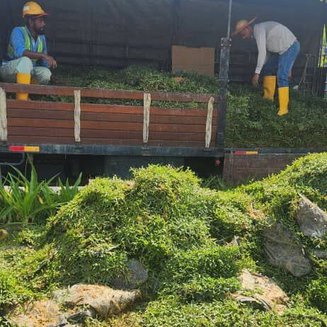 pembekal rumpur cow grass selangor