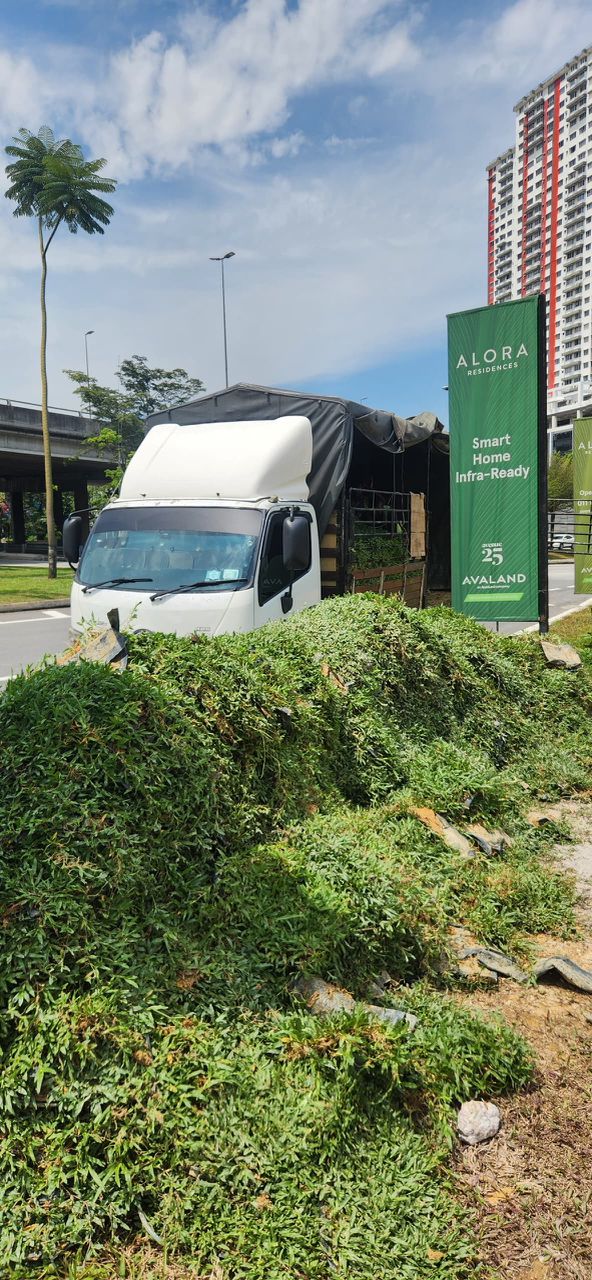 Pembekal rumput cow grass selangor