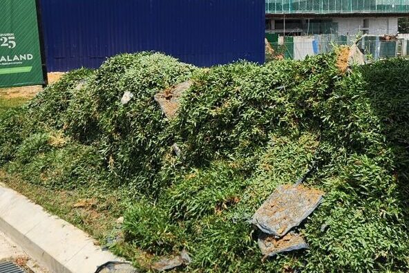 Pembekal Rumput cow grass Selangor