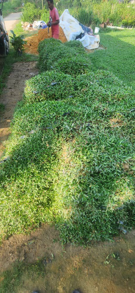 supplier cow grass murah