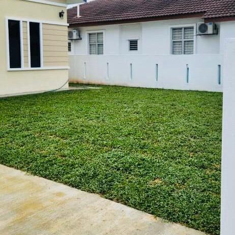 Rumput Cow Grass Siap Di pasang