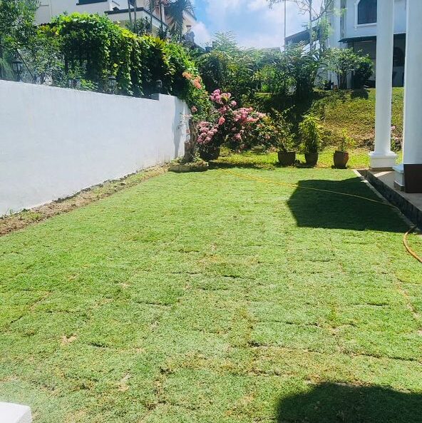pembekal rumput shah alam
