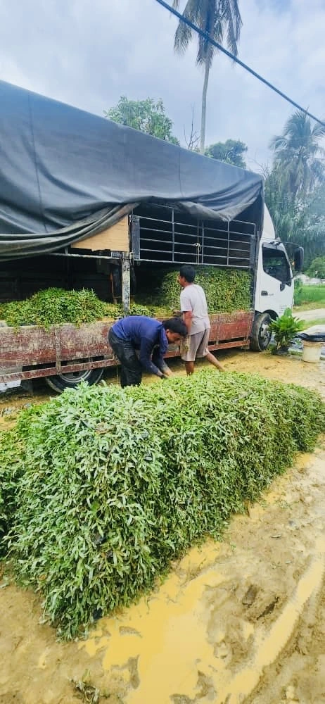 pembekal rumput cow grass