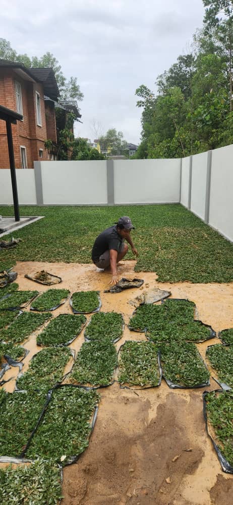 Pasang rumput mutiara