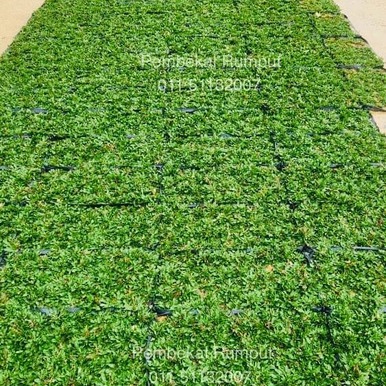 Pembekal Rumput Karpet Malaysia – Cow Grass, Pearl Grass, Philippine Grass & Japanese Grass