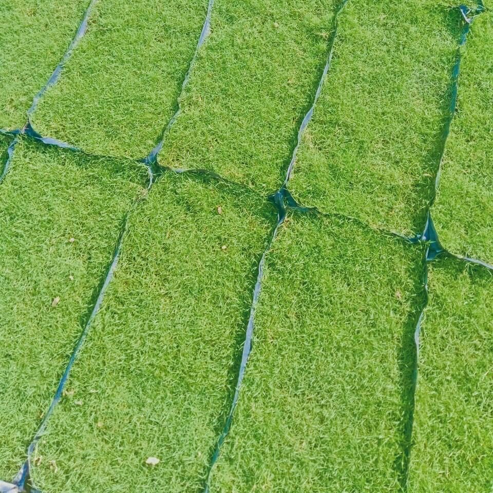 Pembekal Rumput Karpet Malaysia – Cow Grass, Pearl Grass, Philippine Grass & Japanese Grass