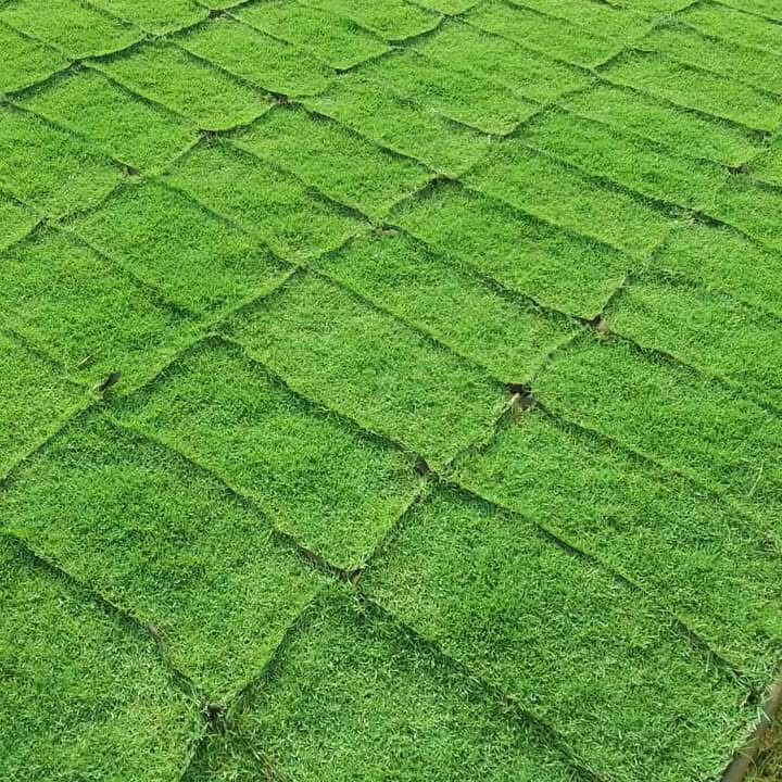 Pembekal Rumput Karpet Malaysia – Cow Grass, Pearl Grass, Philippine Grass & Japanese Grass