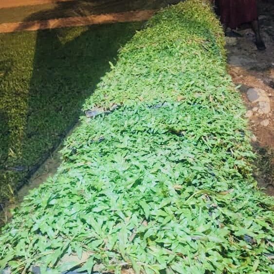 Pembekal Rumput Karpet Malaysia – Cow Grass, Pearl Grass, Philippine Grass & Japanese Grass
