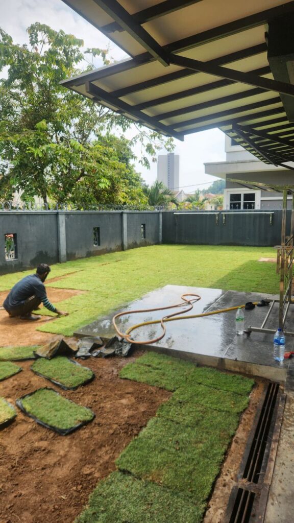 cara pasang philippine grass