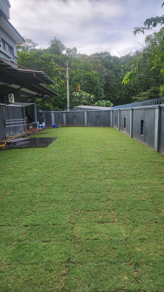 pemasangan rumput karpet philippine