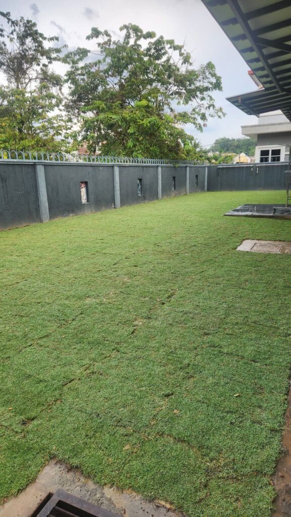 pasang rumput philippine grass