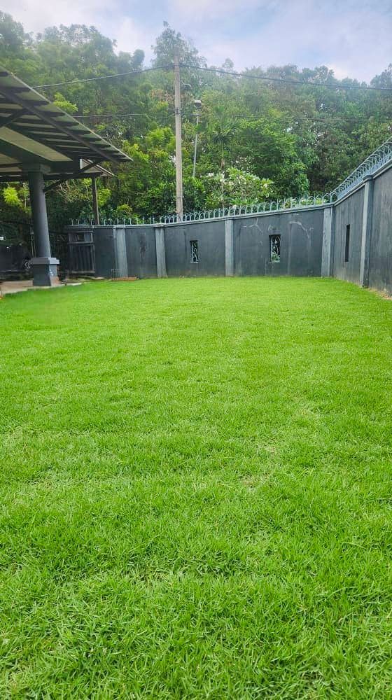 cara pasang rumput karpet philippine