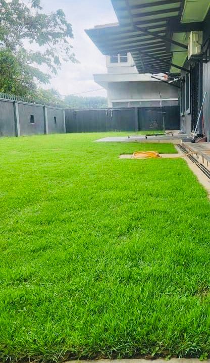 pemasangan philippine grass