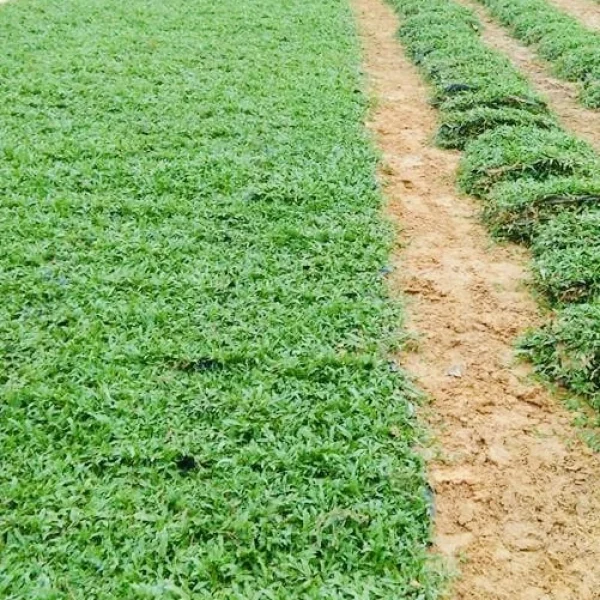 Cow grass murah 1 cow grass malaysia