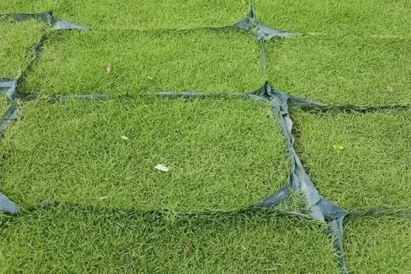 cara tanam rumput jepun