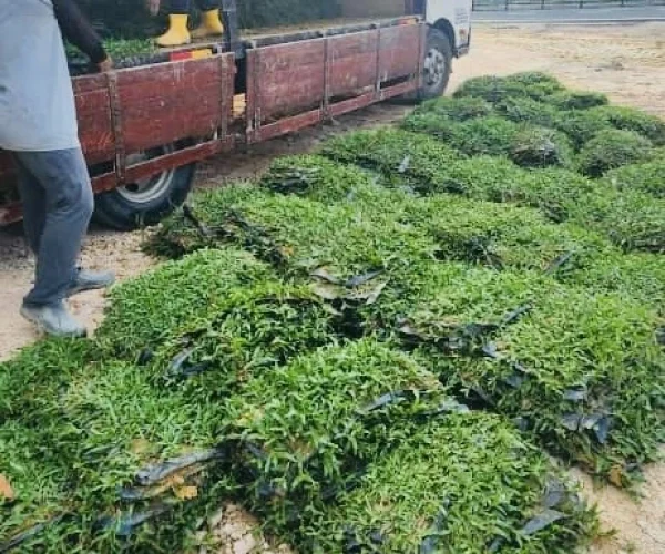 Penghantaran rumput ke negeri sembilan 7 Penghantaran rumput ke negeri sembilan 7